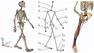 Do Muscle Synergies Improve Optimization Prediction of Muscle Activations During Gait?